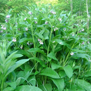 Perennial Comfrey Seeds - Herbal Plant
