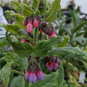 Perennial Comfrey Seeds - Herbal Plant