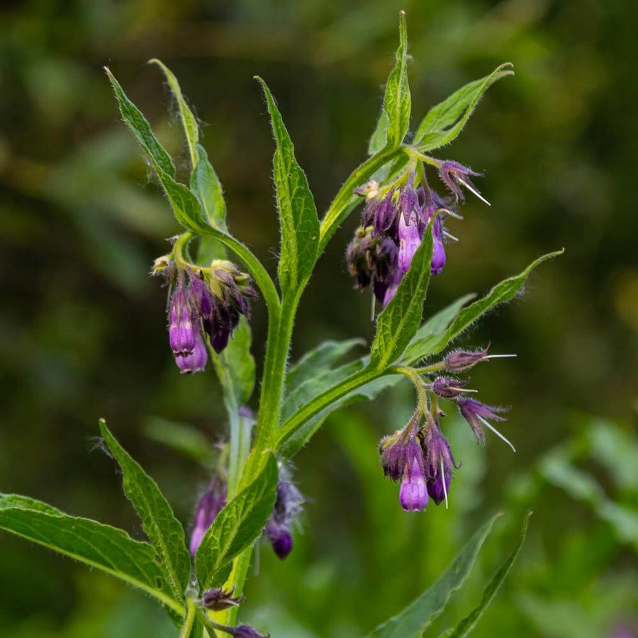 Perennial Comfrey Seeds - Herbal Seeds