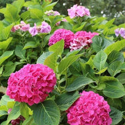 Perennial Flower Shrub Seeds - Flower Plant