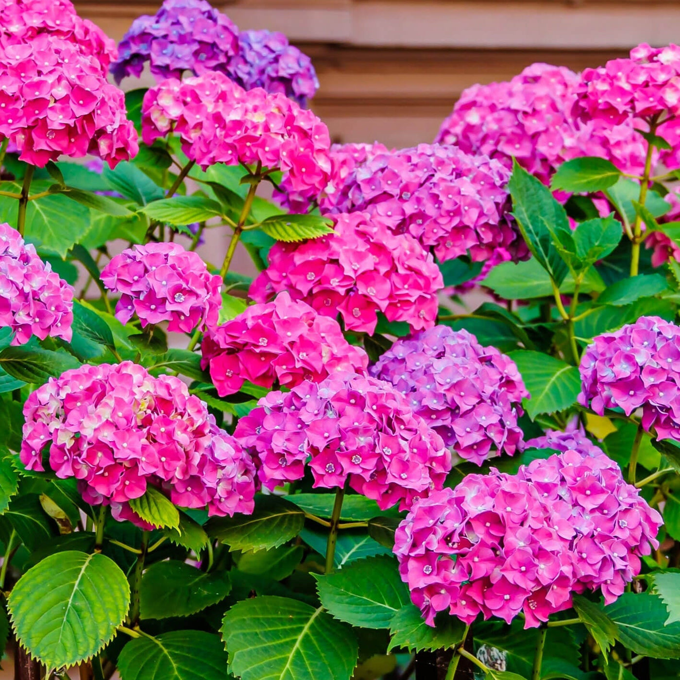 Perennial Flower Shrub Seeds - Flower Plant