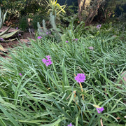 Perennial Garlic Herb Seeds - Herbal Plant