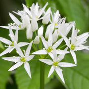 Perennial Garlic Herb Seeds - Herbal Plant