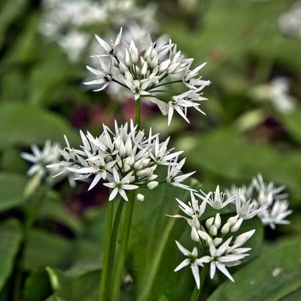 Perennial Garlic Herb Seeds - Herbal Plant
