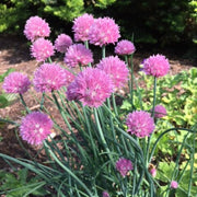Perennial Garlic Herb Seeds - Herbal Plant