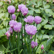 Perennial Garlic Herb Seeds - Herbal Plant