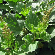 Perennial Goosefoot Seeds - Vegetable Plant
