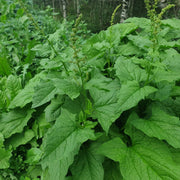 Perennial Goosefoot Seeds - Vegetable Plant