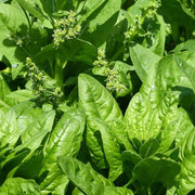 Perennial Goosefoot Seeds - Vegetable Plant