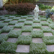 Perennial Ground Cover Seeds