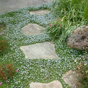 Perennial Ground Cover Seeds