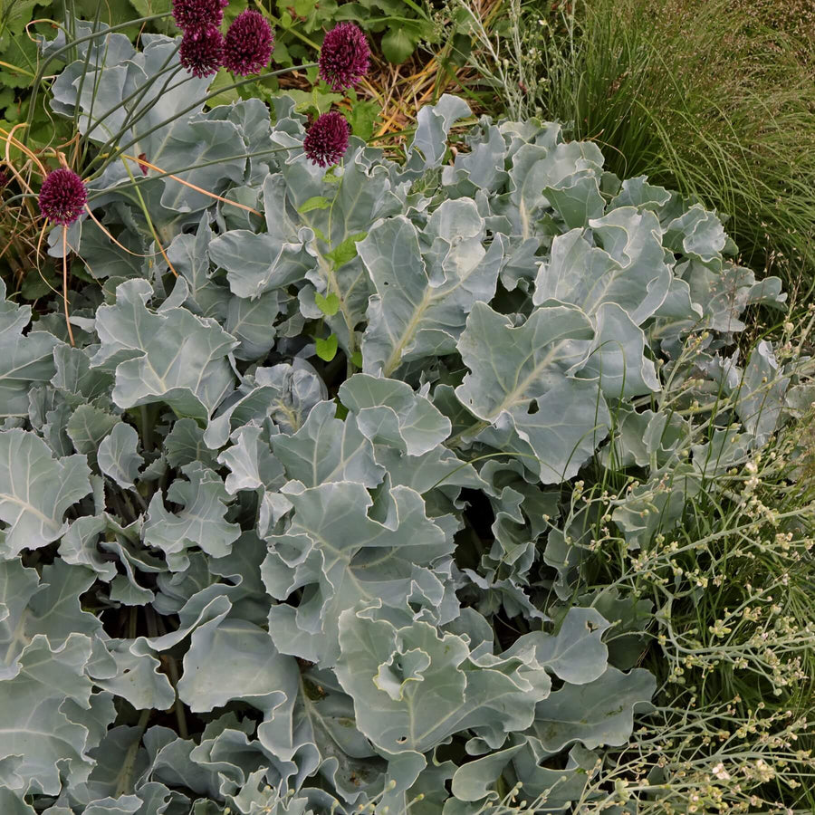 Perennial Kale Seeds