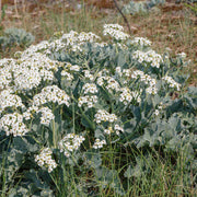 Perennial Kale Seeds
