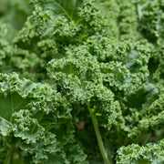 Perennial Kale Seeds