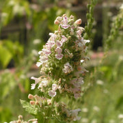 Perennial Mint Family Catnip Seeds