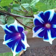 Perennial Morning Glory Seeds, Herbal
