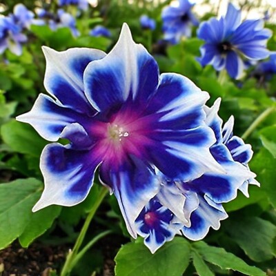 Perennial Morning Glory Seeds, Herbal