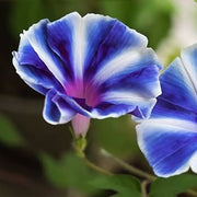 Perennial Morning Glory Seeds, Herbal