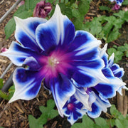 Perennial Morning Glory Seeds, Herbal