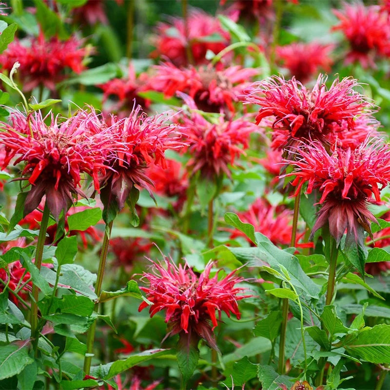 Perennial Pollinator Bee Balm Seeds