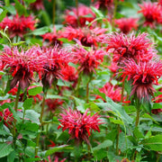 Perennial Pollinator Bee Balm Seeds