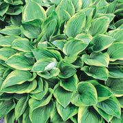 Perennial Shade Seeds - Flower Plant
