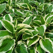 Perennial Shade Seeds - Flower Plant