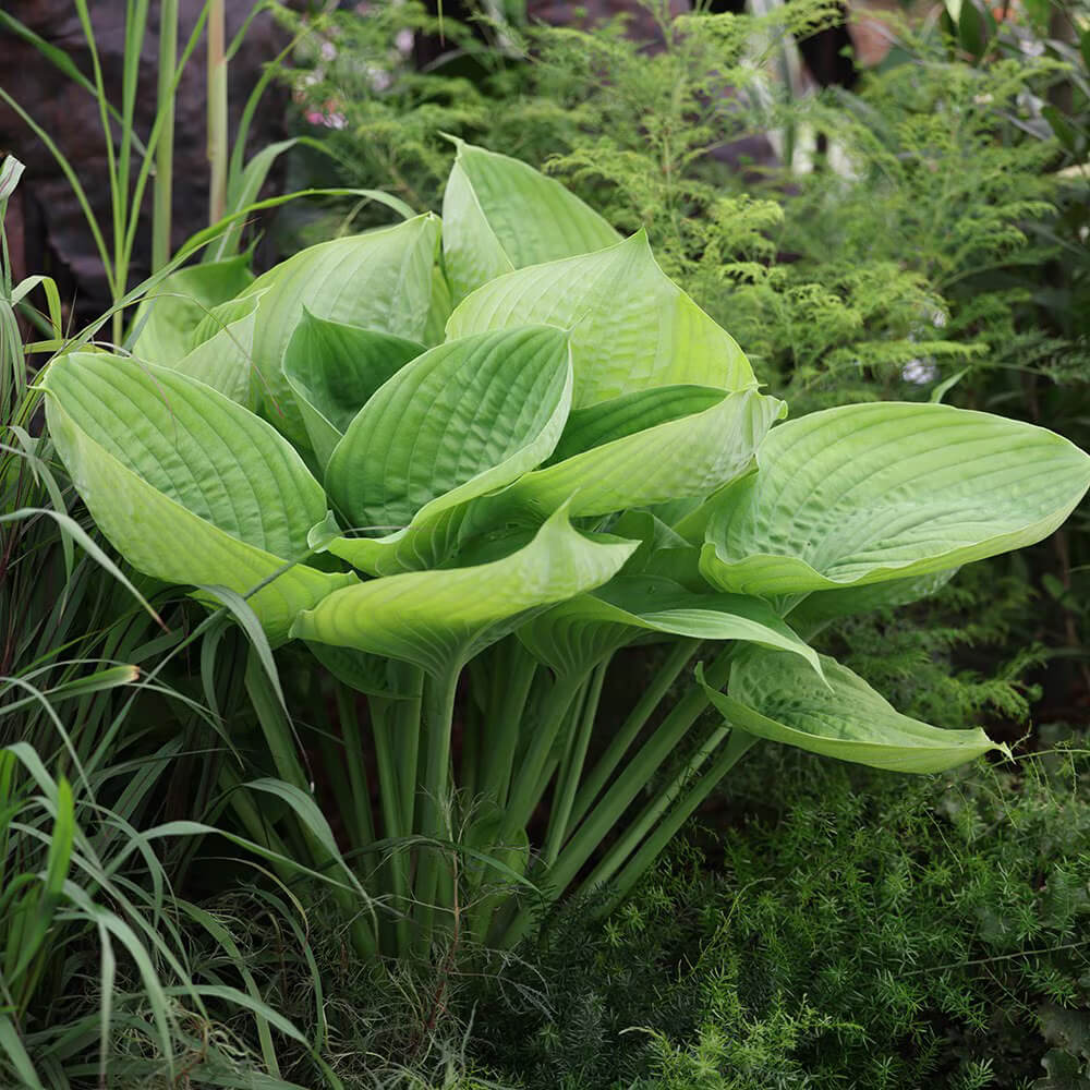 Perennial Shade Seeds