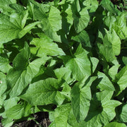 Perennial Spinach Seeds - Vegetable Plant