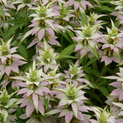 Perennial Wildflower Bee Balm Seeds, FlowerPlant