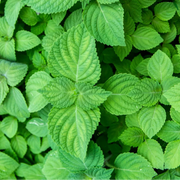 Perilla Beefsteak Seeds, Herbal