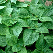 Perilla Beefsteak Seeds, Herbal
