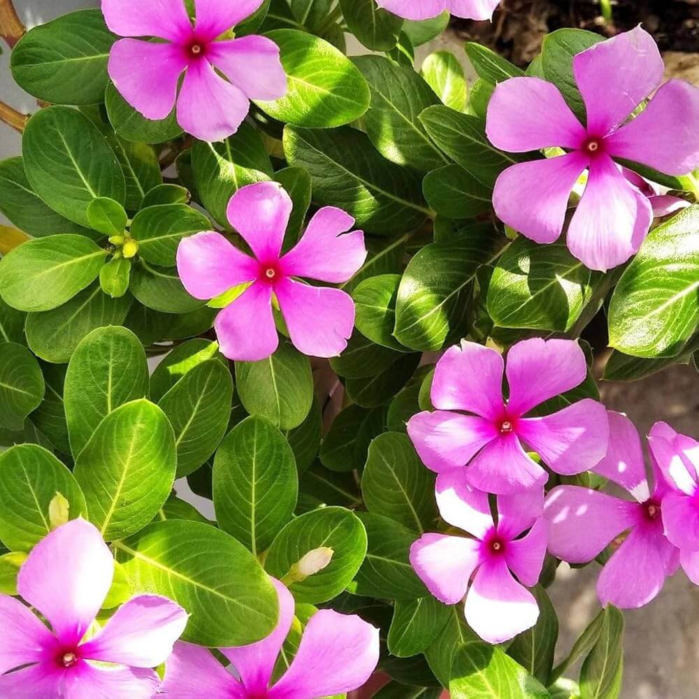 Periwinkle Catharanthus roseus Seeds