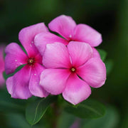 Pink Wildflower Mix Periwinkle Seeds