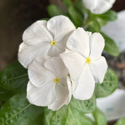 Periwinkle Seeds - For Home Gardens Seeds