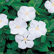 Periwinkle Seeds - For Home Gardens Seeds