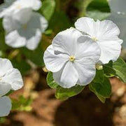 Periwinkle Seeds - For Home Gardens Seeds