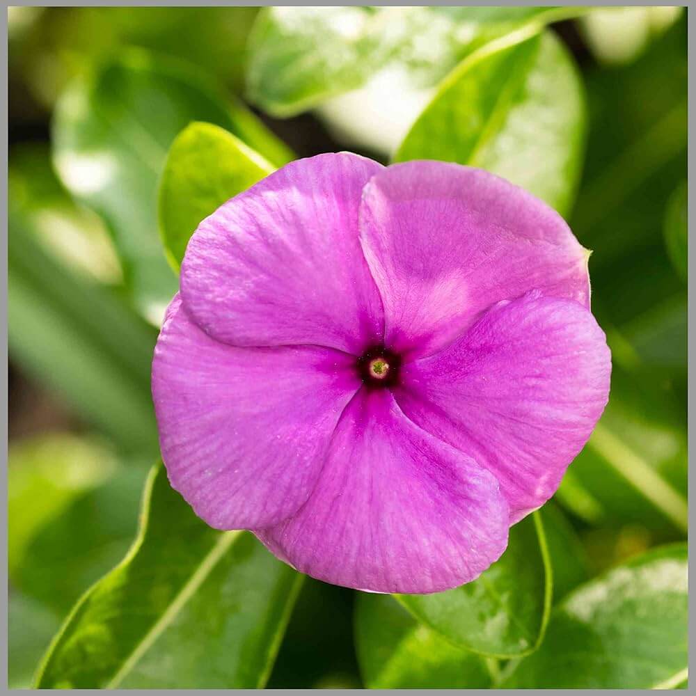 Pink Wildflower Mix Periwinkle Seeds