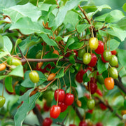 Permaculture Berry Seeds, Permaculture Berry Plants