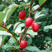 Permaculture Berry Seeds, Permaculture Berry Plants