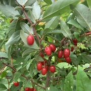 Permaculture Berry Seeds, Permaculture Berry Plants