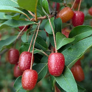 Permaculture Berry Seeds, Permaculture Berry Plants