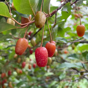 Permaculture Berry Seeds, Permaculture Berry Plants