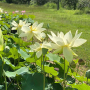 Giant Sunburst Lotus Seeds