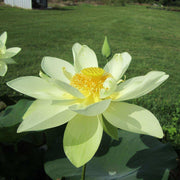Giant Sunburst Lotus Seeds