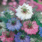 Love In A Mist Seeds – Nigella damascena