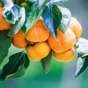 Date Plum Persimmon Seeds