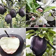 Japanese Seeds, Diospyros kaki
