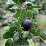 Texas Persimmon Seeds