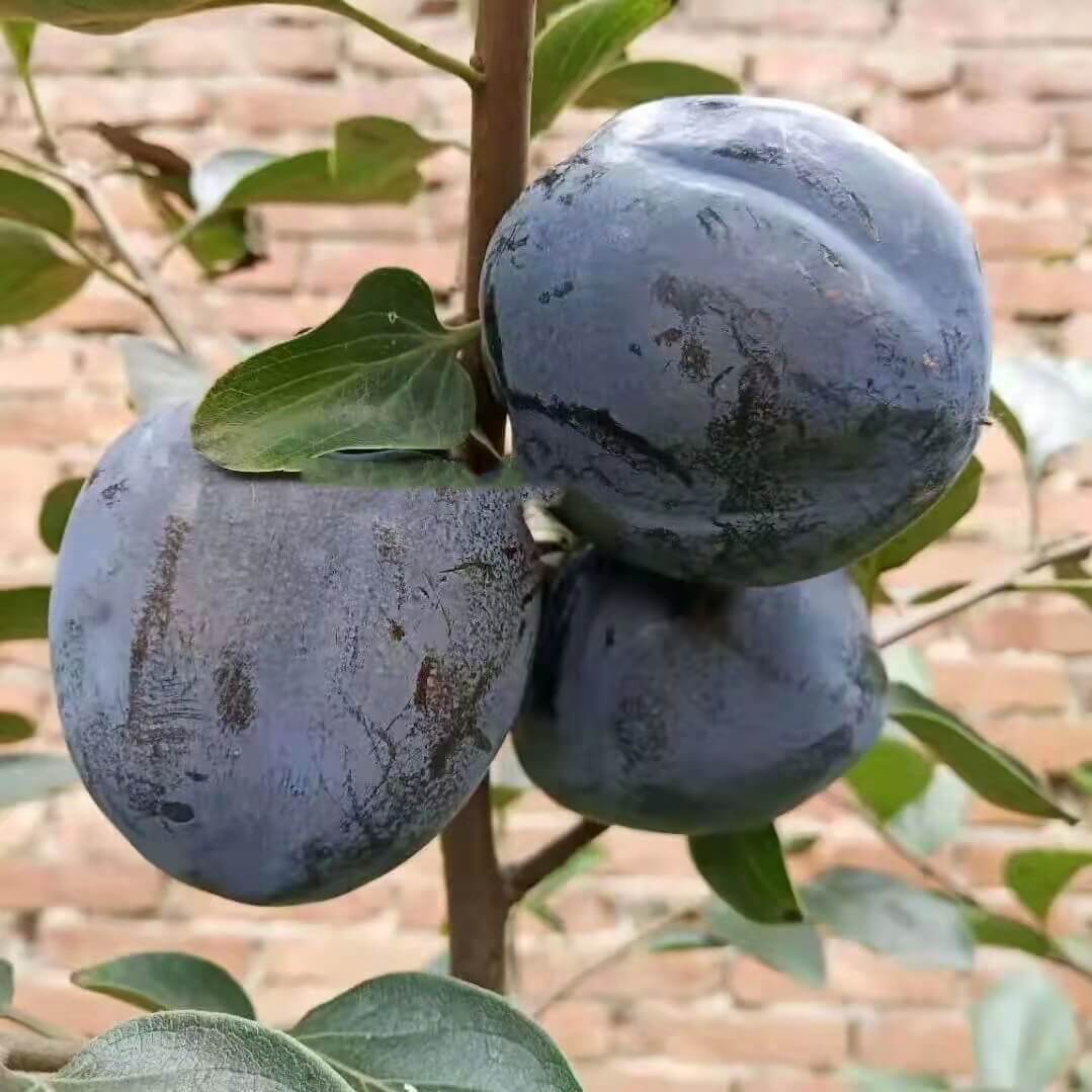 Japanese Seeds, Diospyros kaki